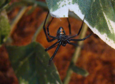 Latrodectus