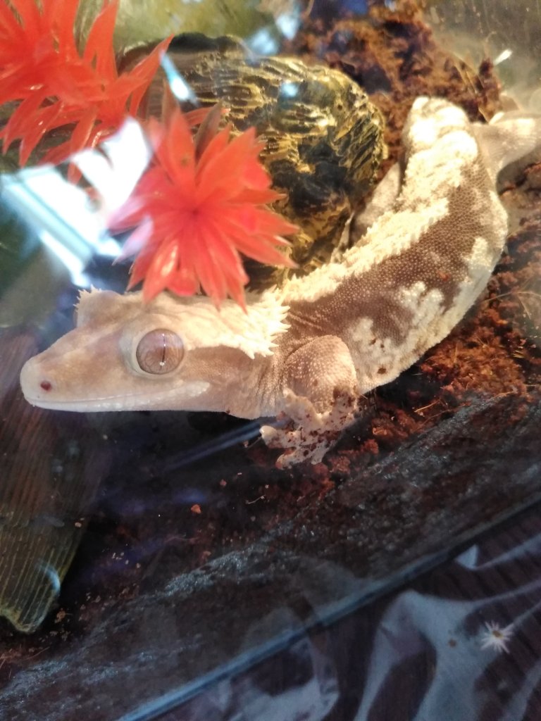 Lavender Harlequin Crested Geko