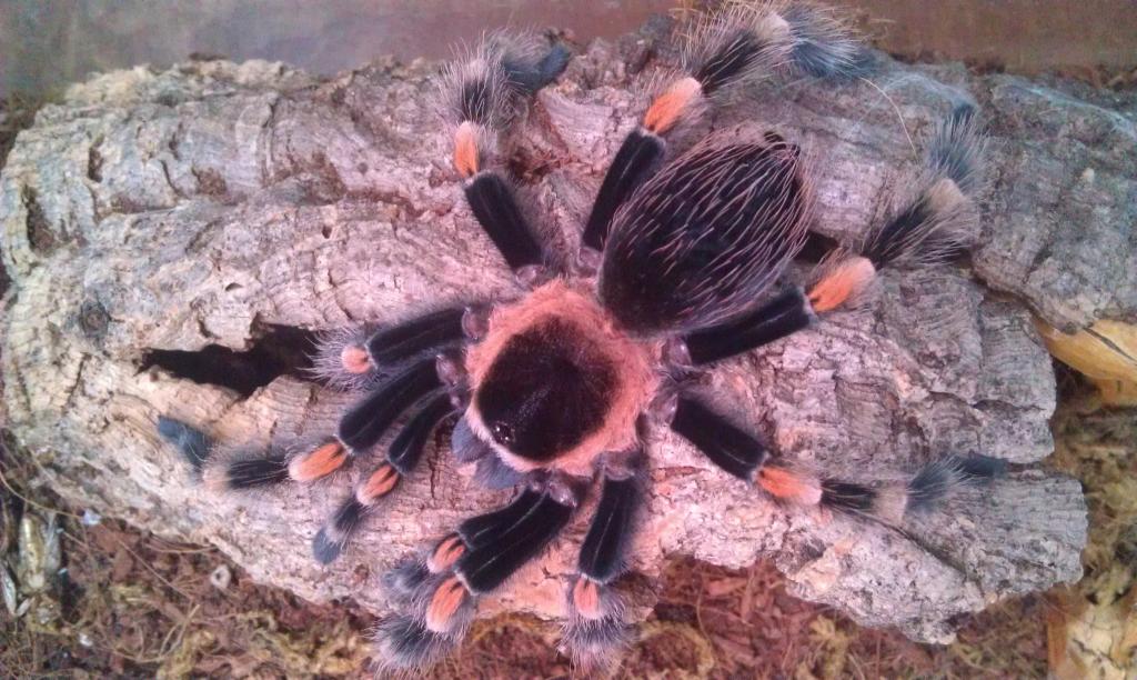 laying down after molt