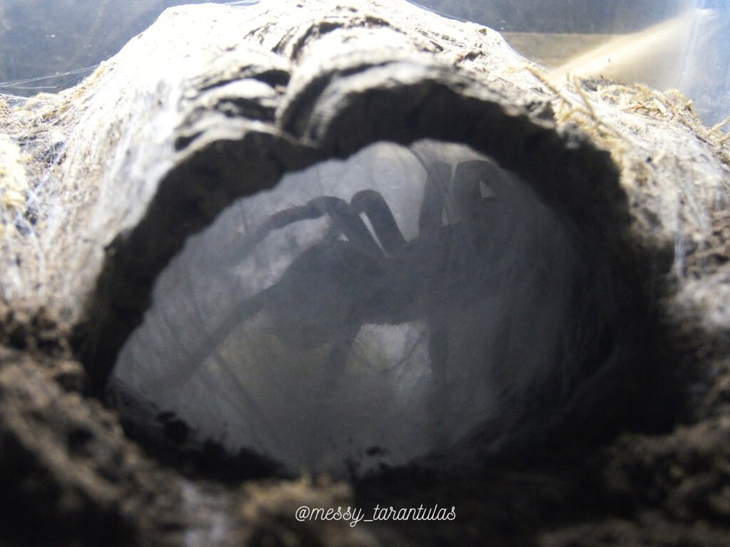 Laying eggs (Theraphosa stirmi)