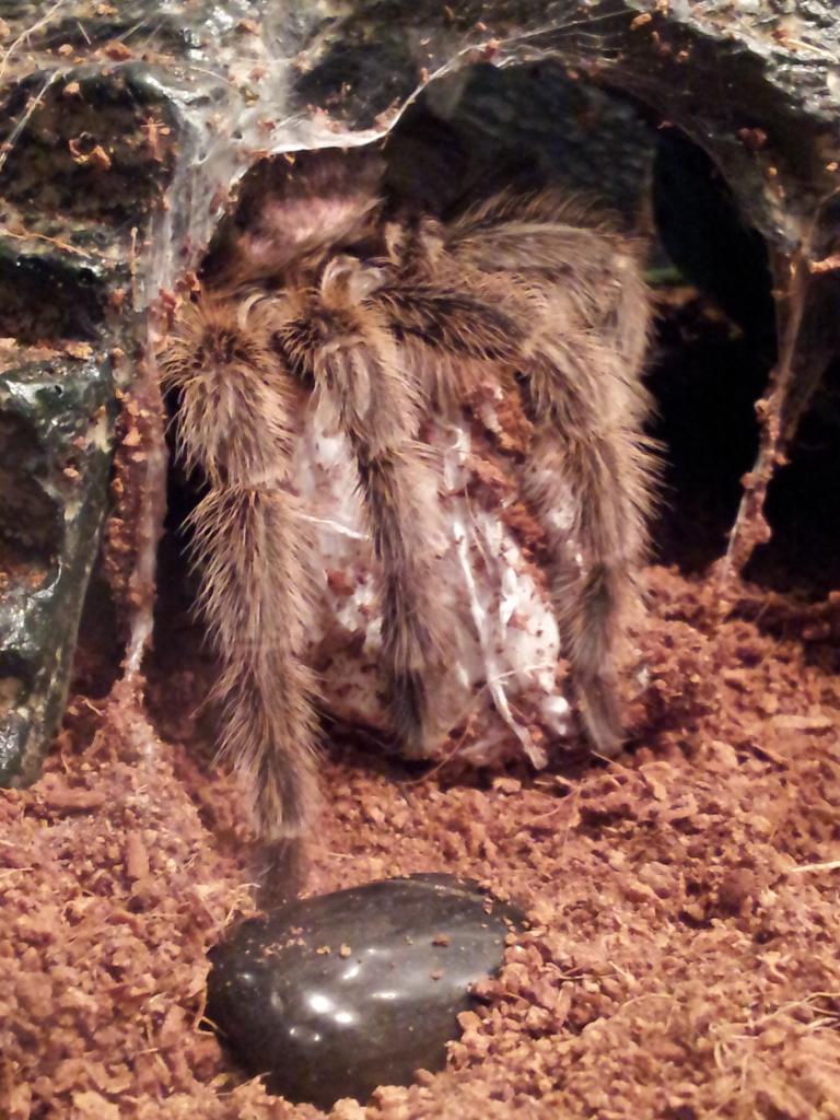 Layla on her egg sac