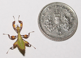 Leaf insect nymph