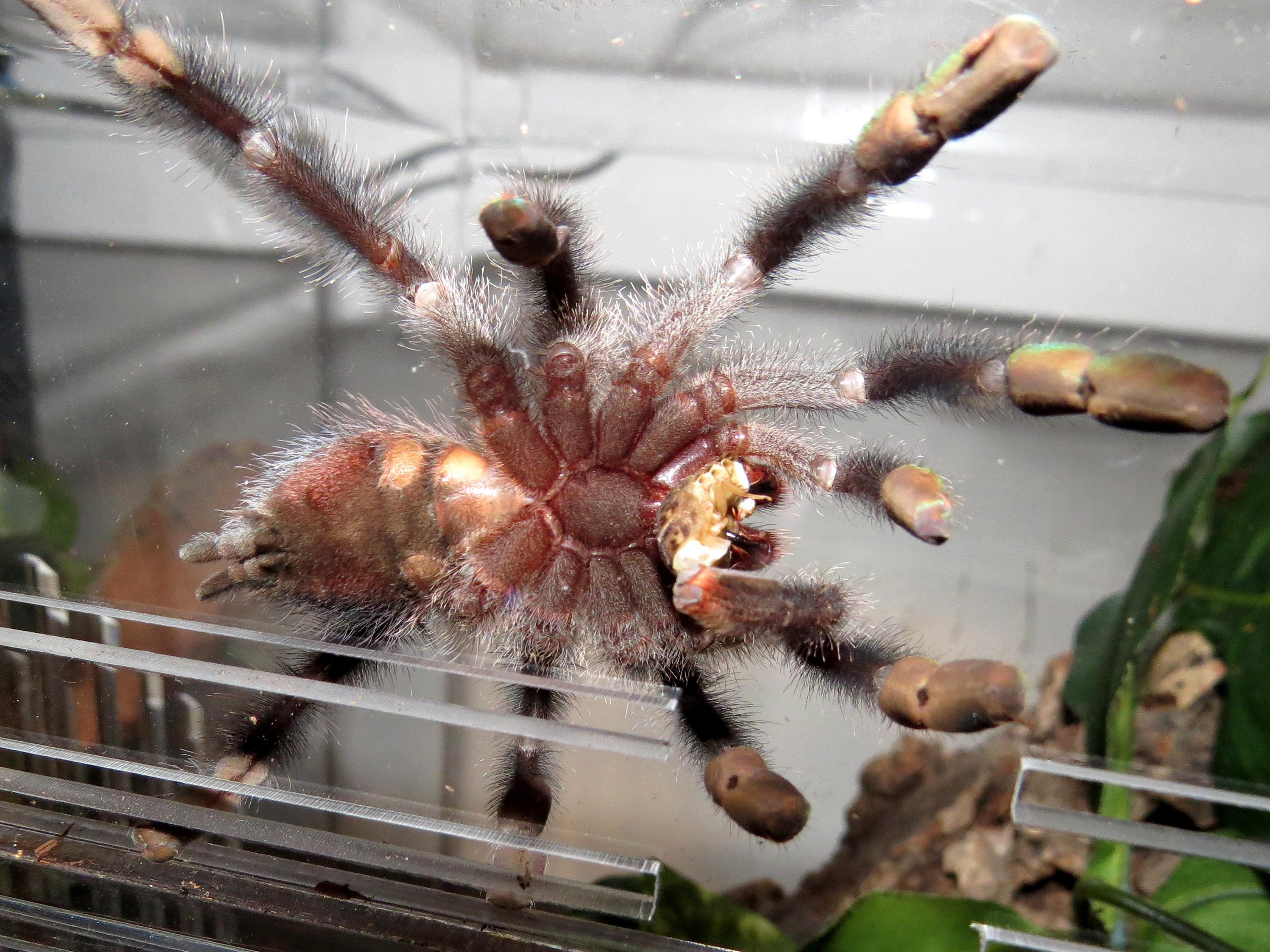 Leia's Snack (♀ Avicularia avicularia 3")