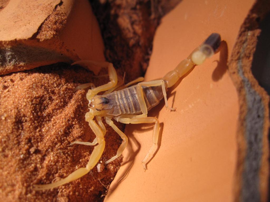 Leiurus Quinquestriatus Sp Deserti