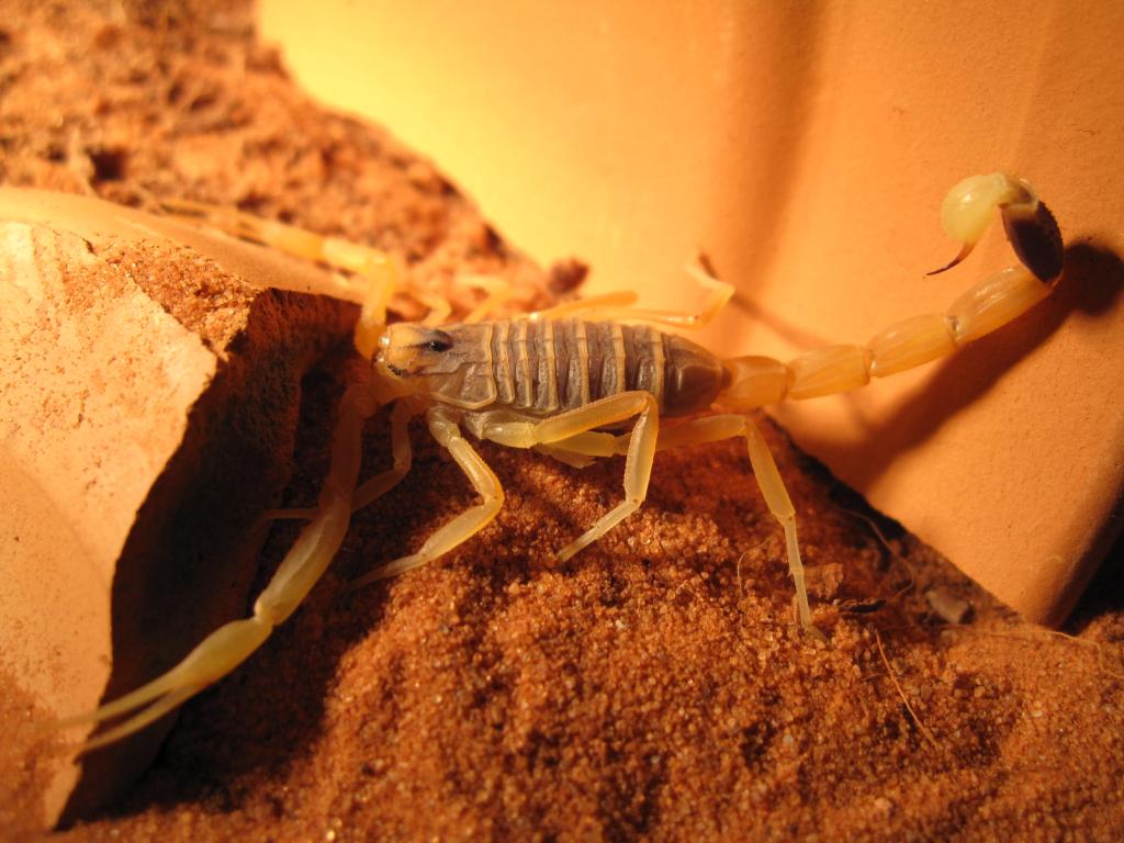 Leiurus Quinquestriatus Sp Deserti