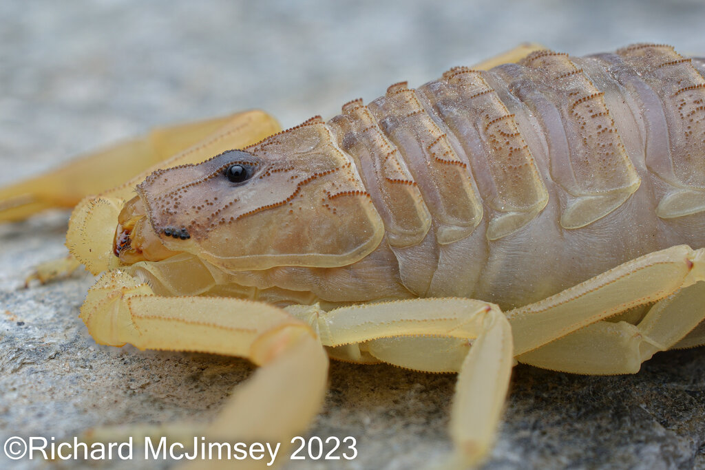 Leiurus quinquestriatus