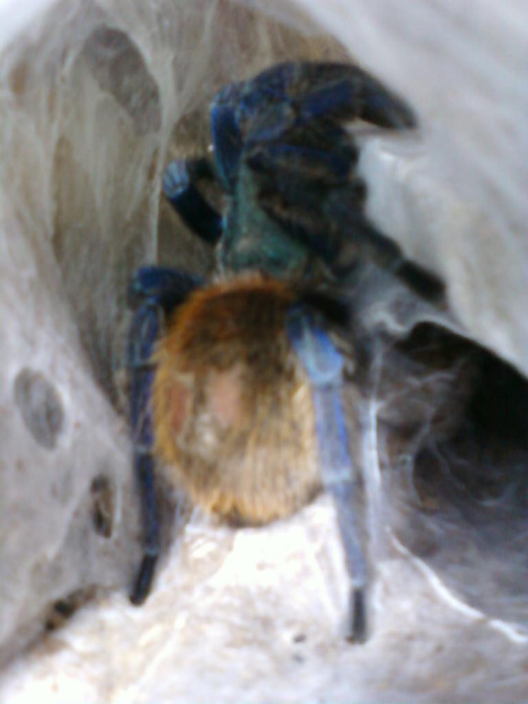 Lela, my GBB adult female