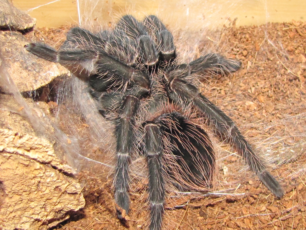Leo done molting
