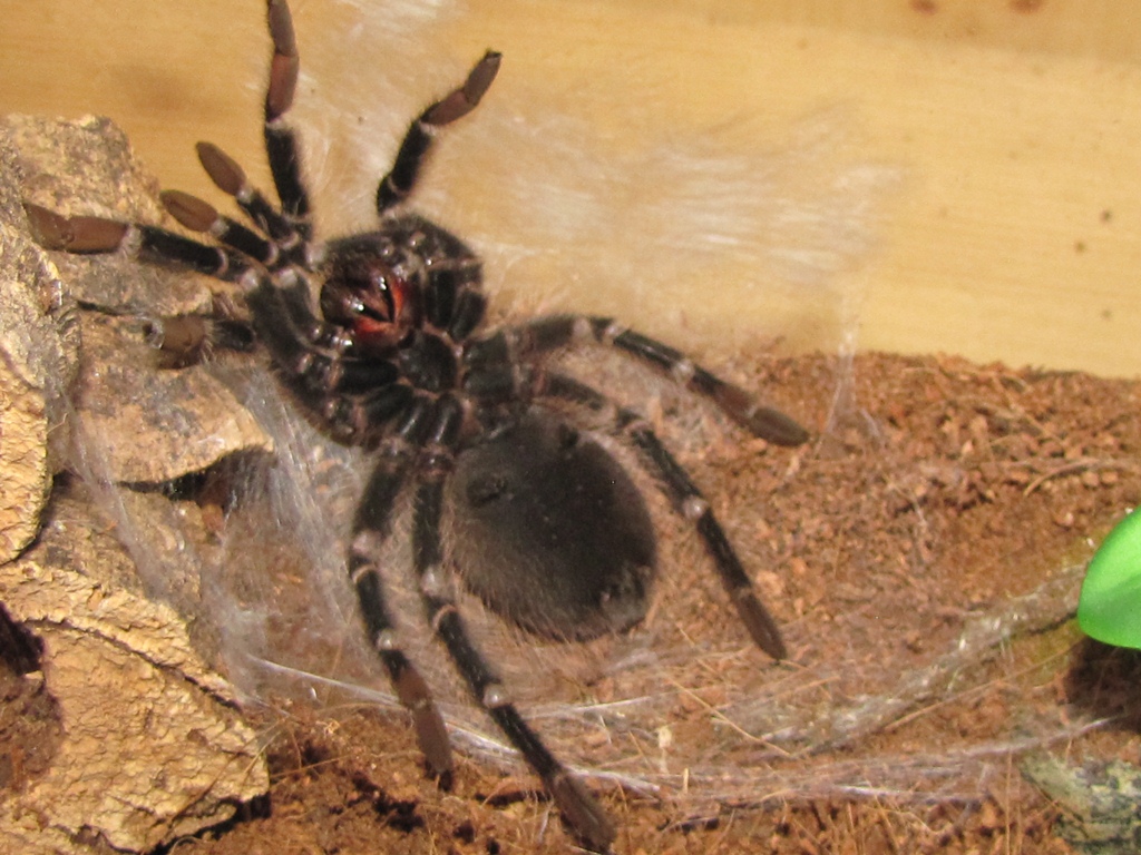 Leo getting ready to molt