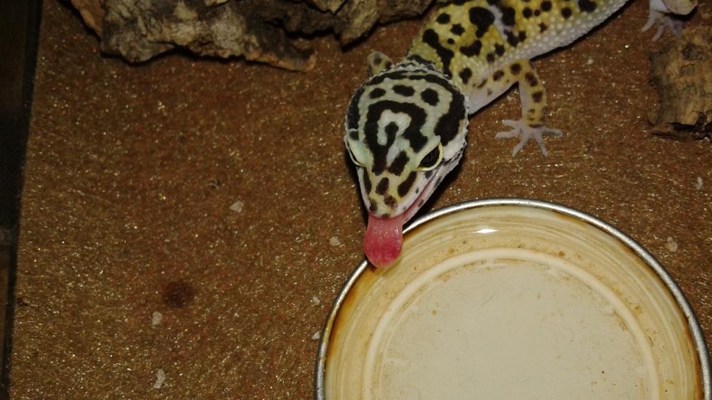 Leopard Gecko