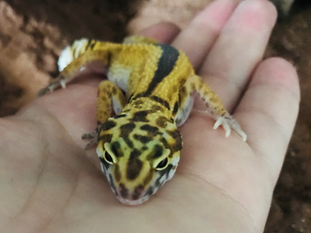 Leopard gecko