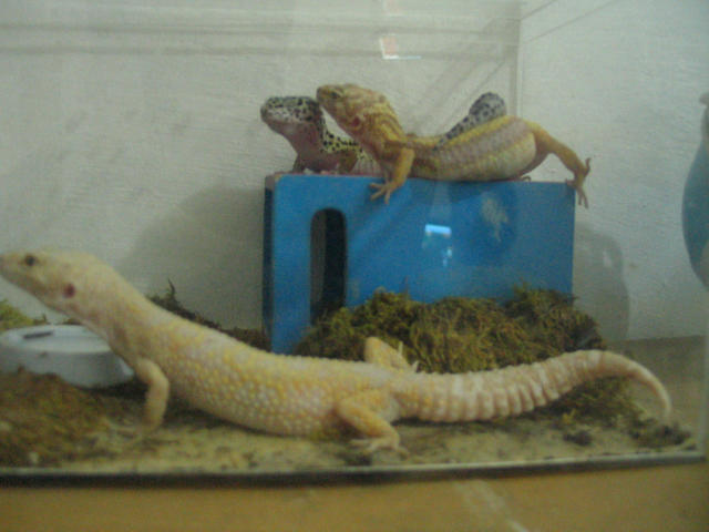 leopard geckos