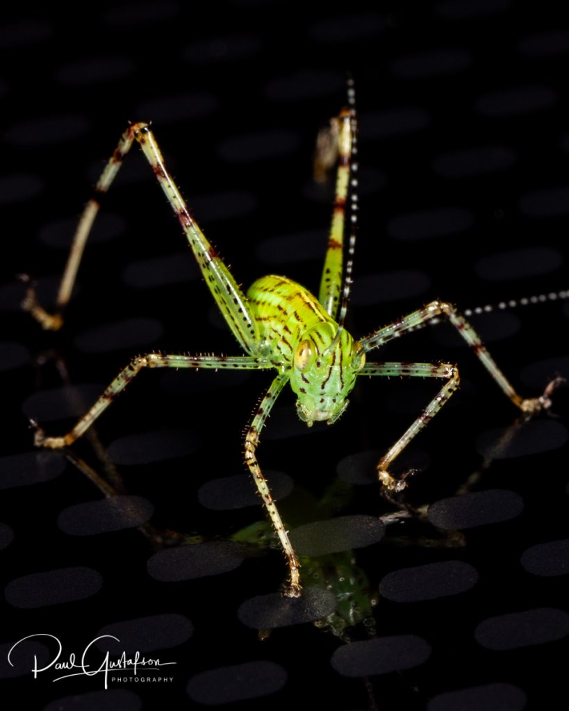 Lesser Angle Winged Katydid nymph, Microcentrum retinerve