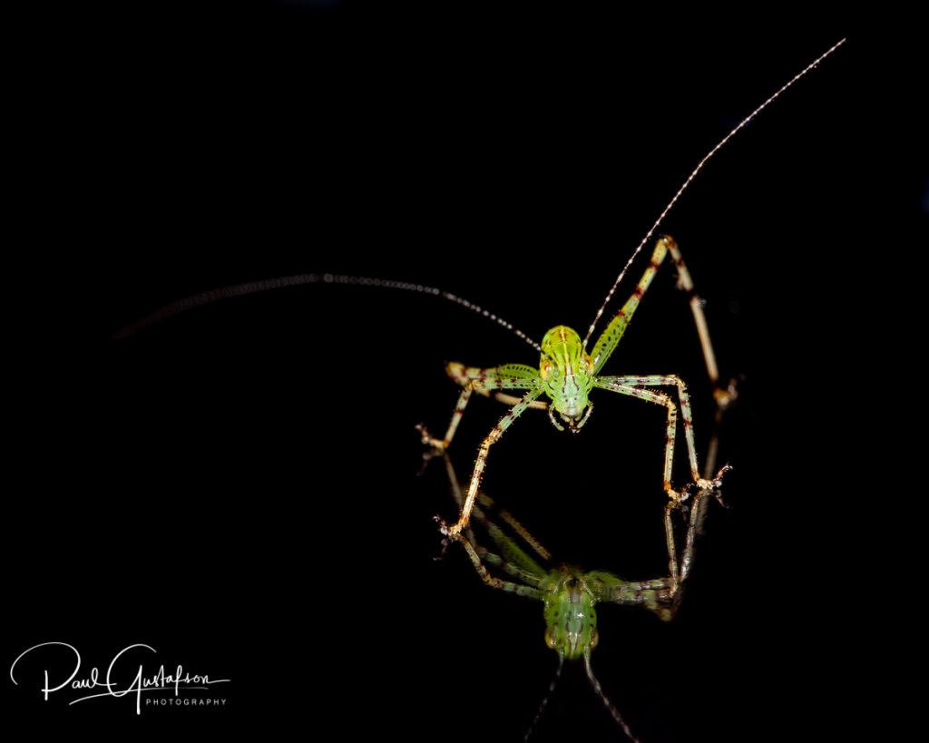 Lesser Angle Winged Katydid nymph, Microcentrum retinerve