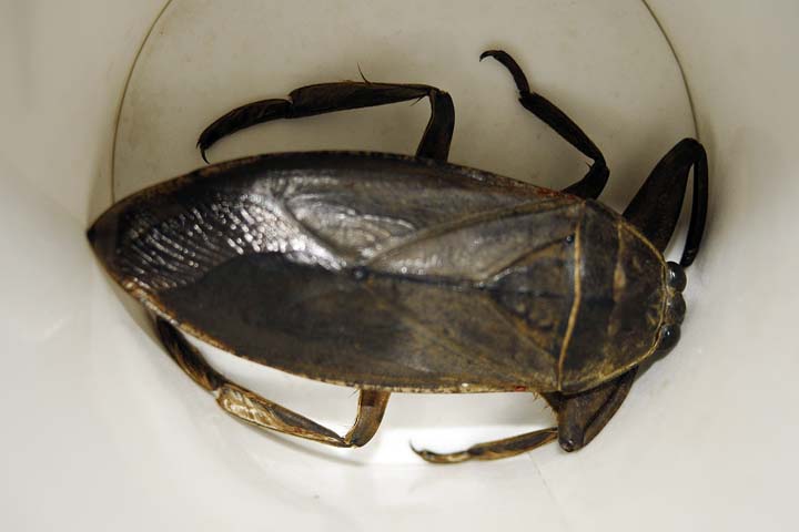 lethocerus americanus - giant water bug