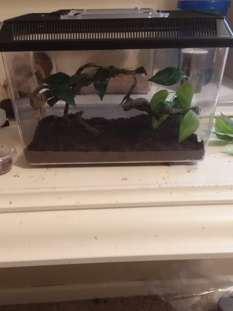 Leucauge venusta enclosure