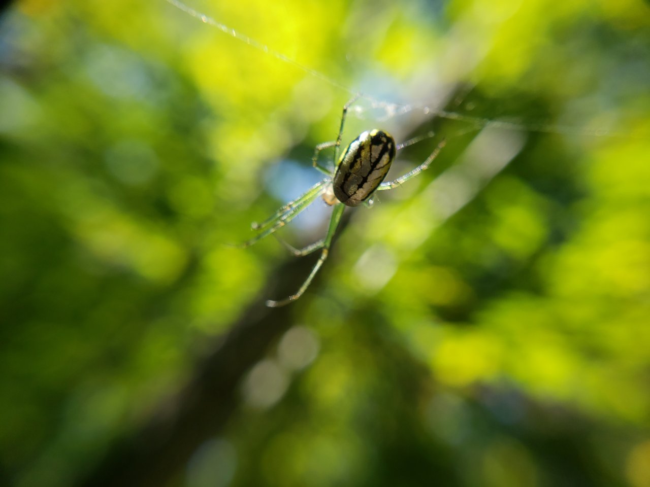 Leucauge venusta in the woods