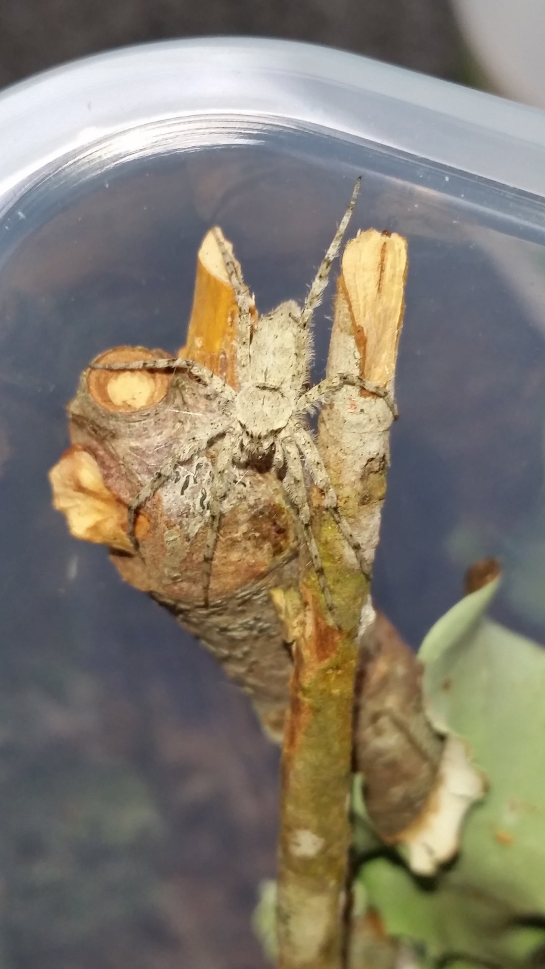 Lichen huntsman feeding