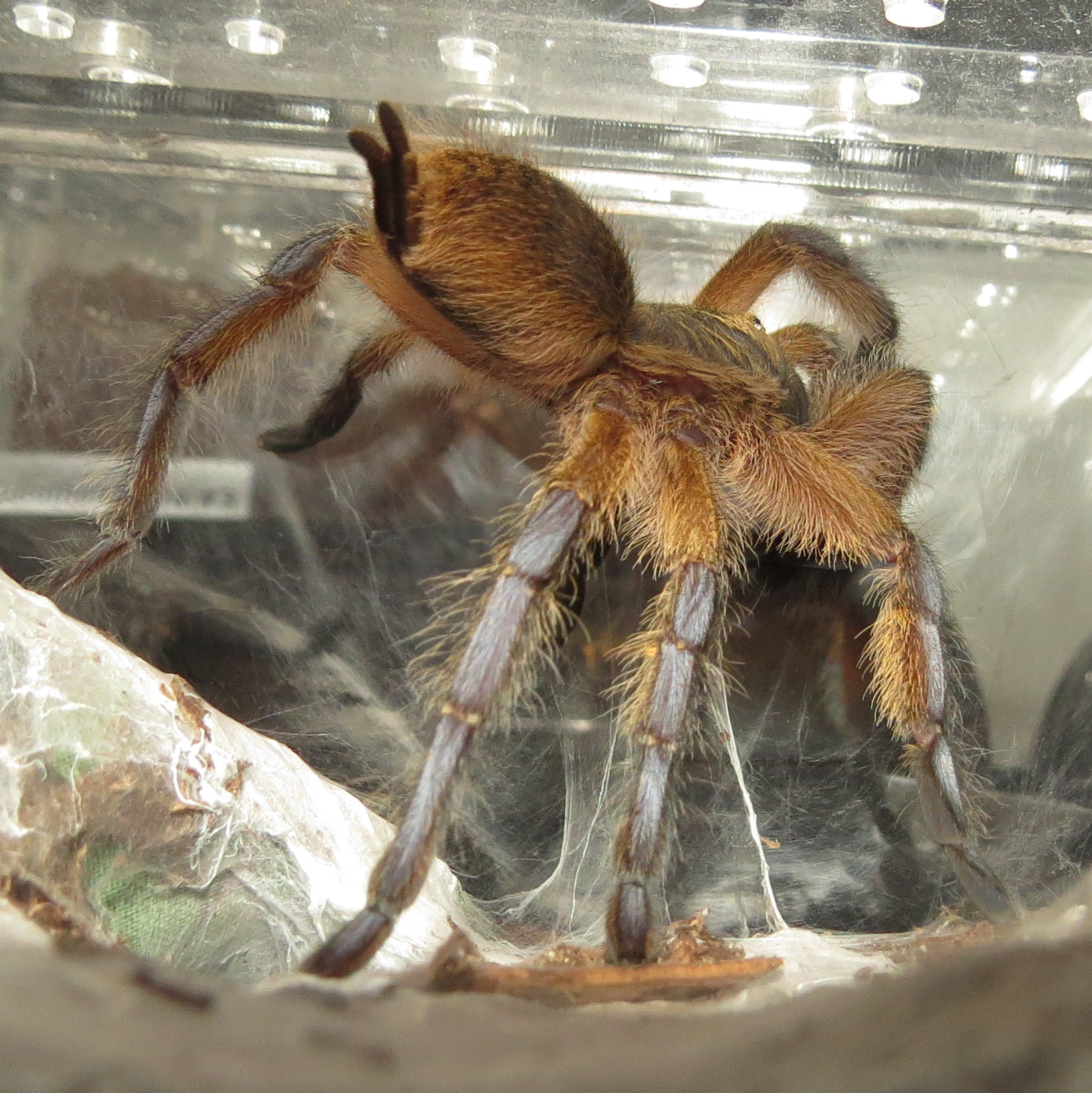 Lift Kit (♀ Harpactira pulchripes 2.5″)