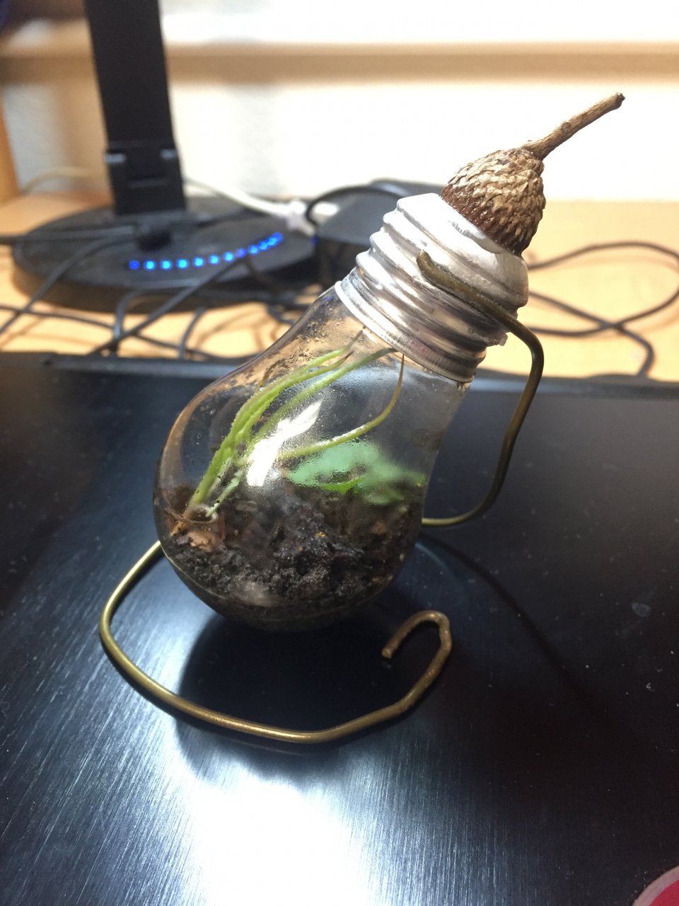 Light bulb terrarium