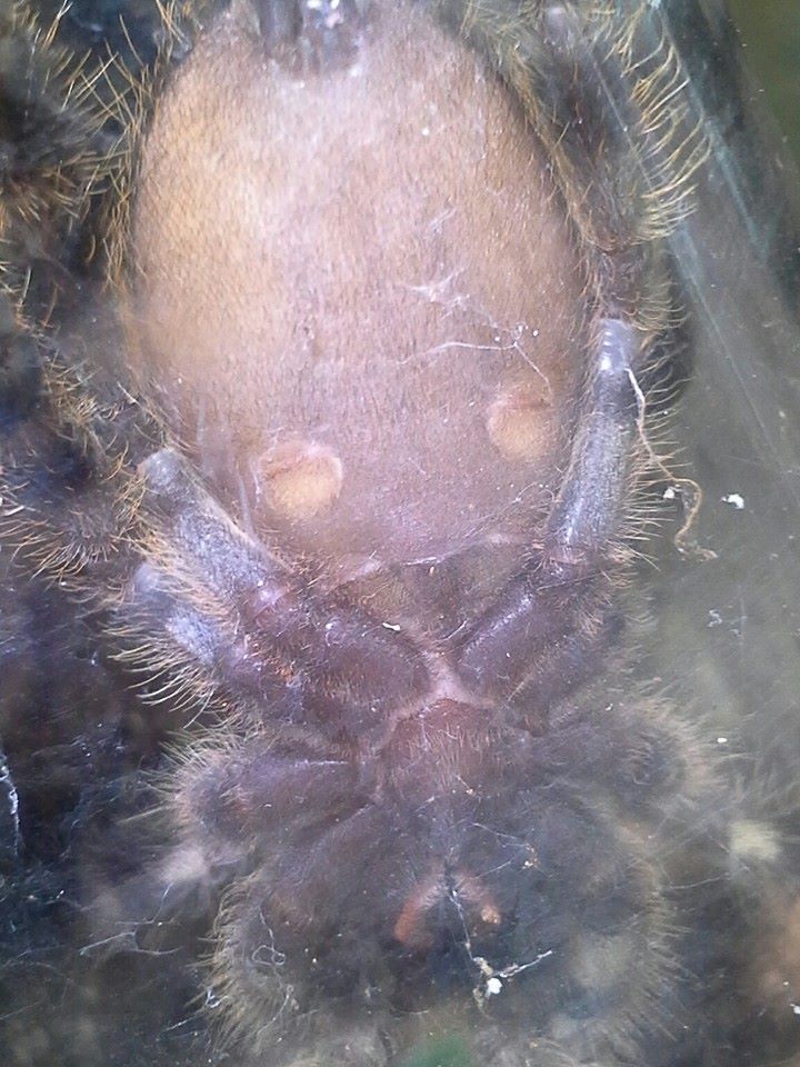 lighter pic of p. regalis #1