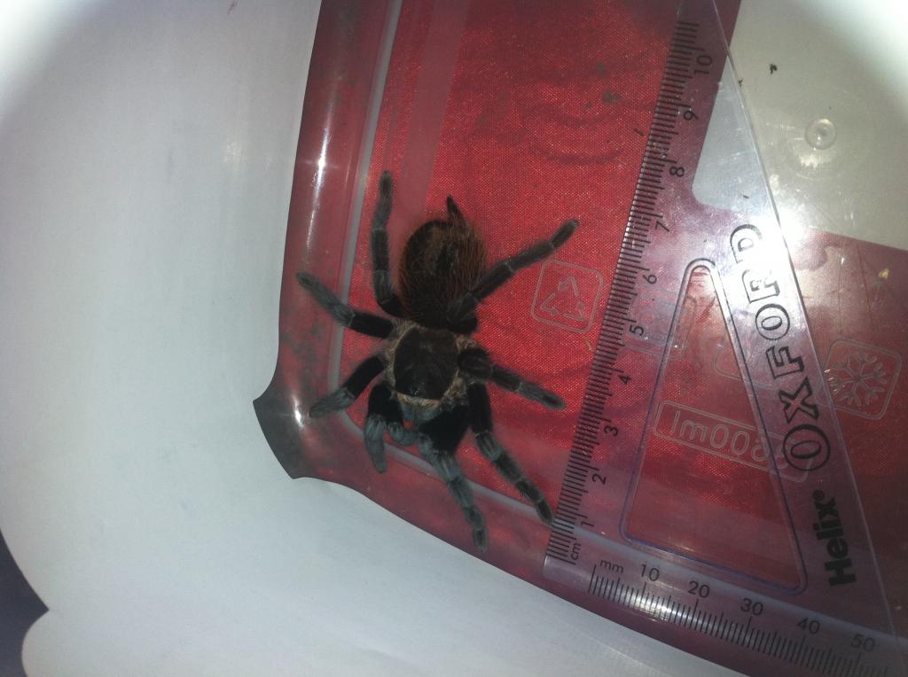 Lightning my Brachypelma vagans