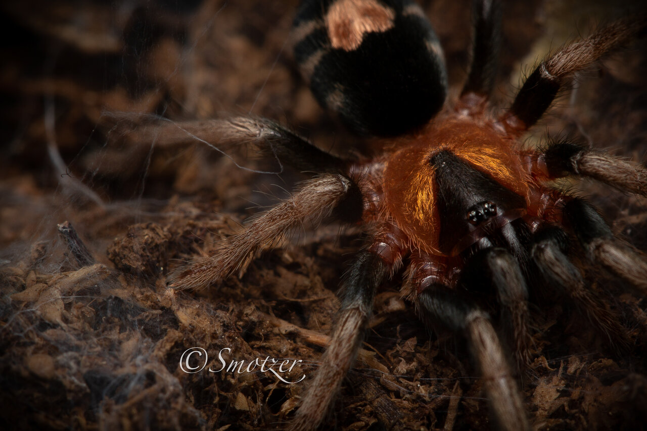 Lil’ Bean- Cyriocosmus elegans (.5in)