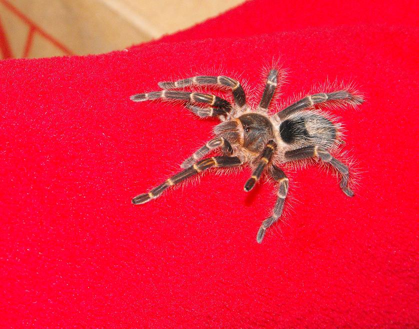 lil Chaco
