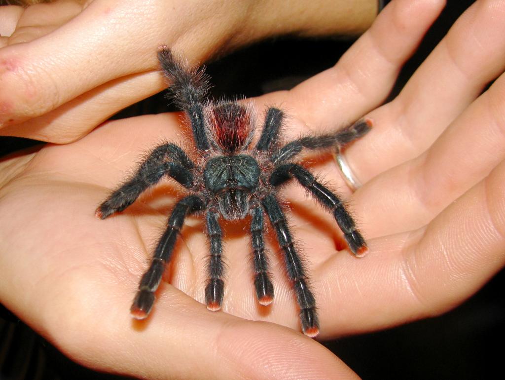 Lil' Chloe: Avicularia Sp?