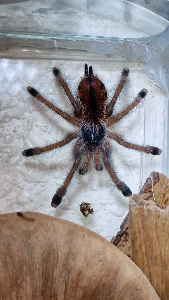 Ling L4/L5 0.1 Avicularia sp. Braunshauseni