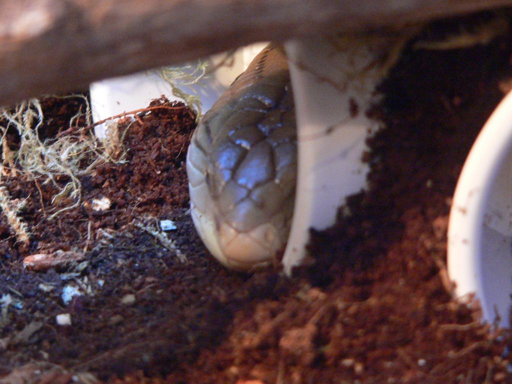 link my skink peaking out of his den