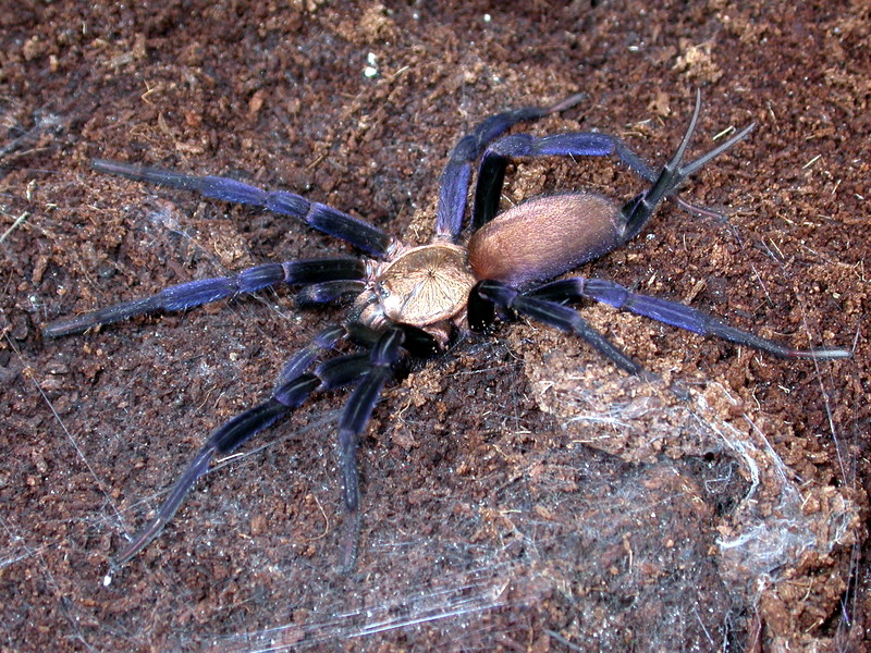 Linothele megatheloides