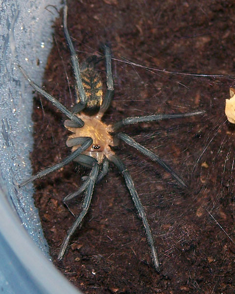 Linothele sp. bolivia