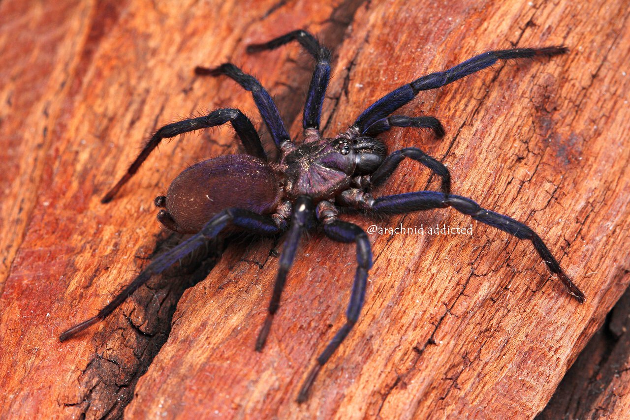 Linothele sp. "Purple Carapace".