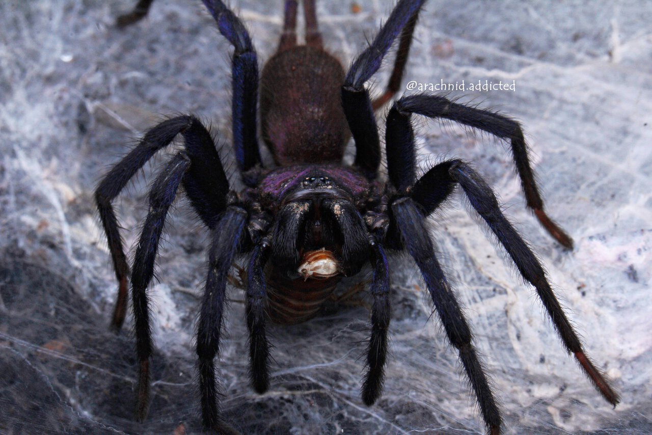 Linothele sp. "Purple".