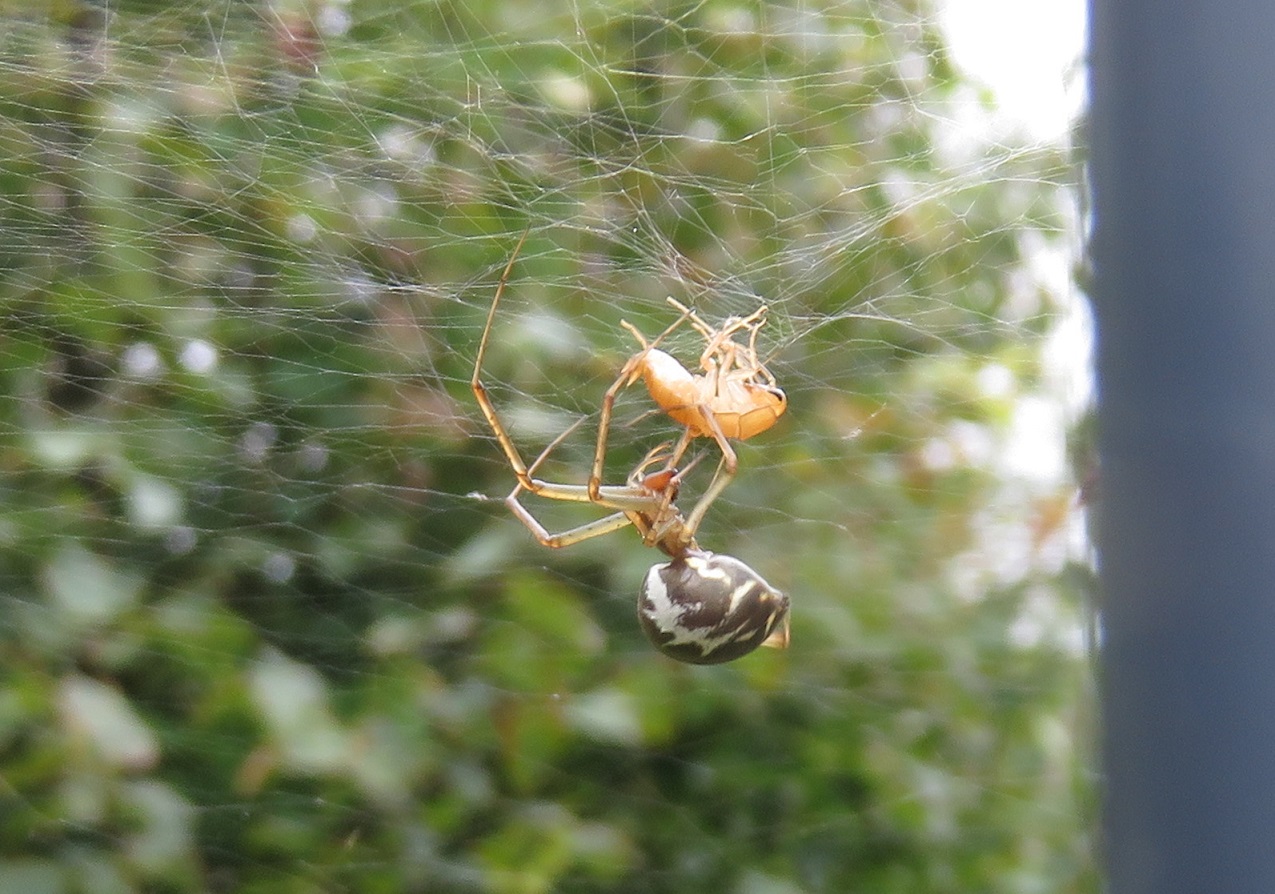 Linyphiidae sp., probably Linyphia triangularis