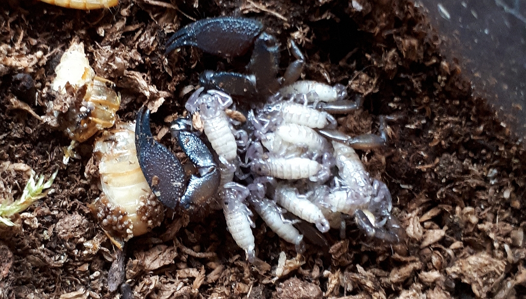 Liocheles australasiae with young