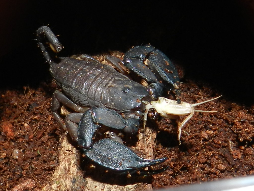 Liocheles (hormurus) waigiensis