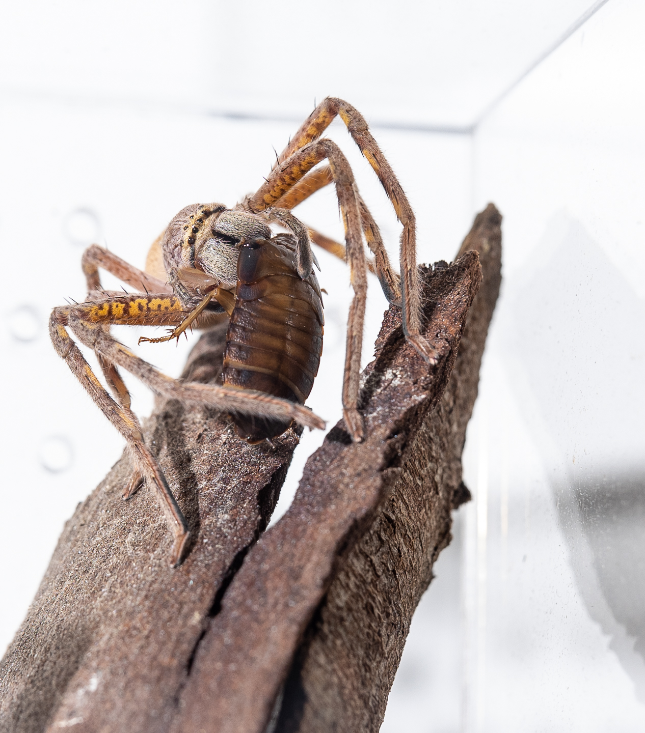 Lion Huntsman eating a Roach