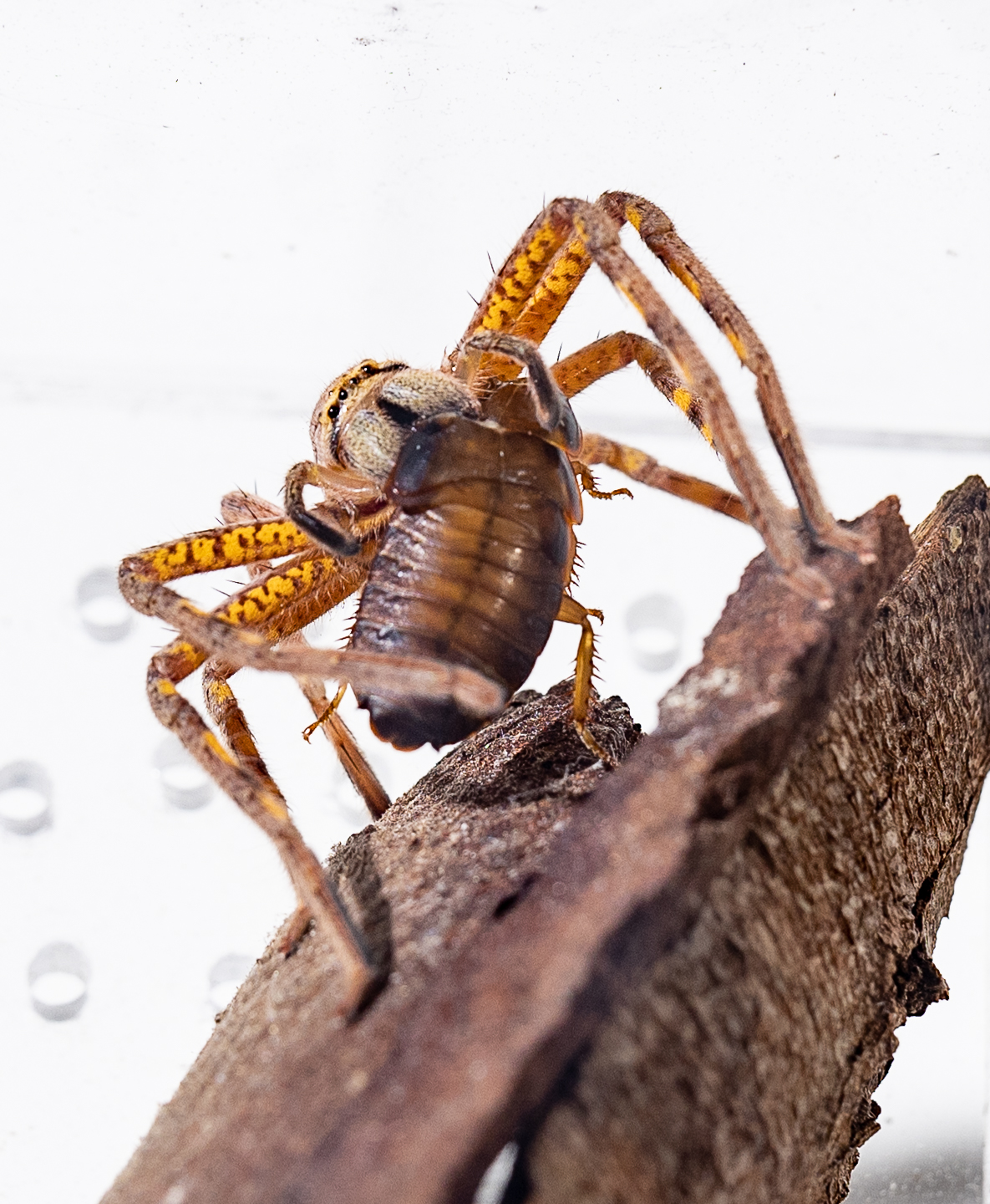 Lion Huntsman eating a Roach