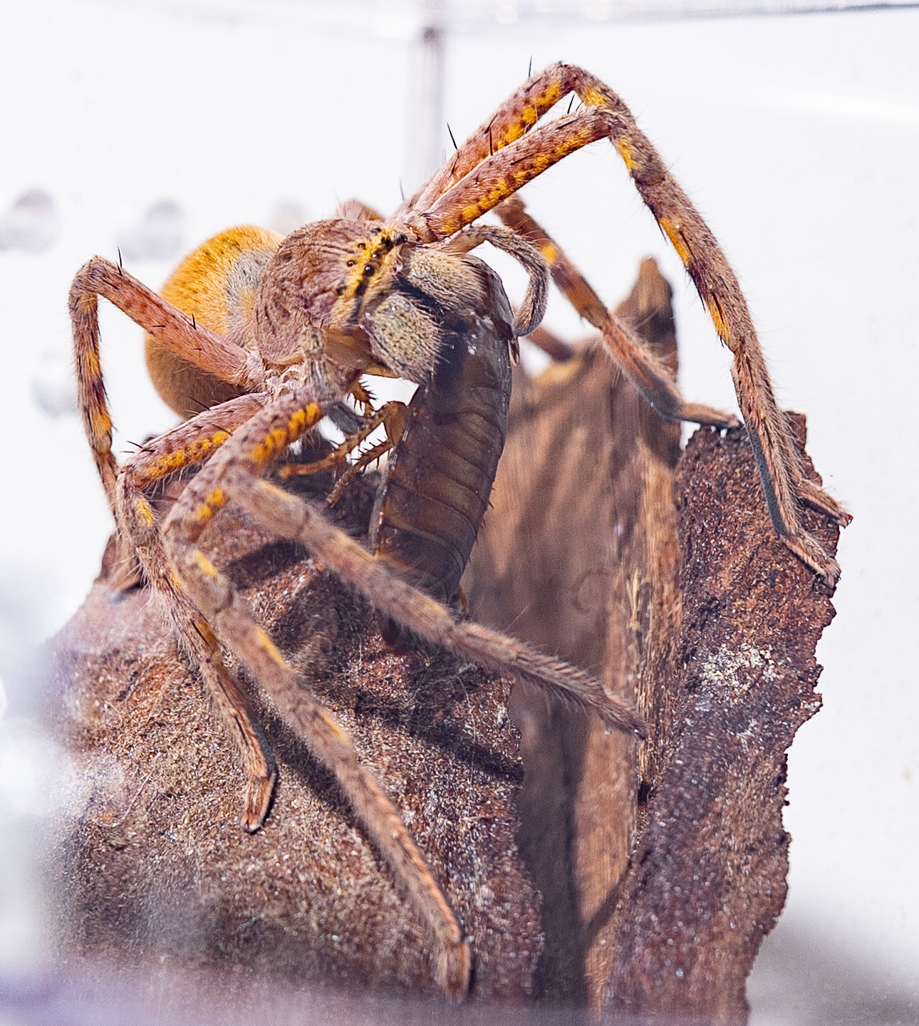 Lion Huntsman eating a Roach