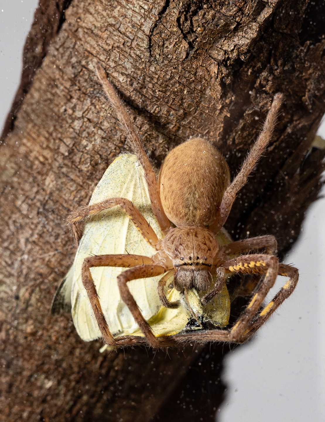 Lion Huntsman Spider eating Cabbage White Butterfly