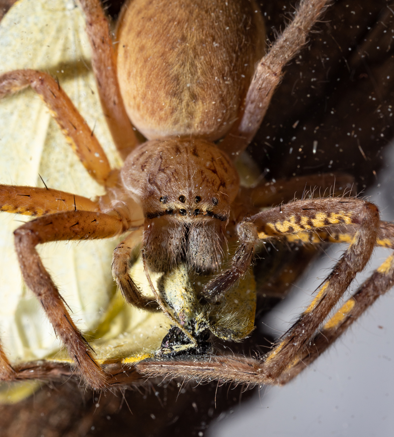 Lion Huntsman Spider eating Cabbage White Butterfly