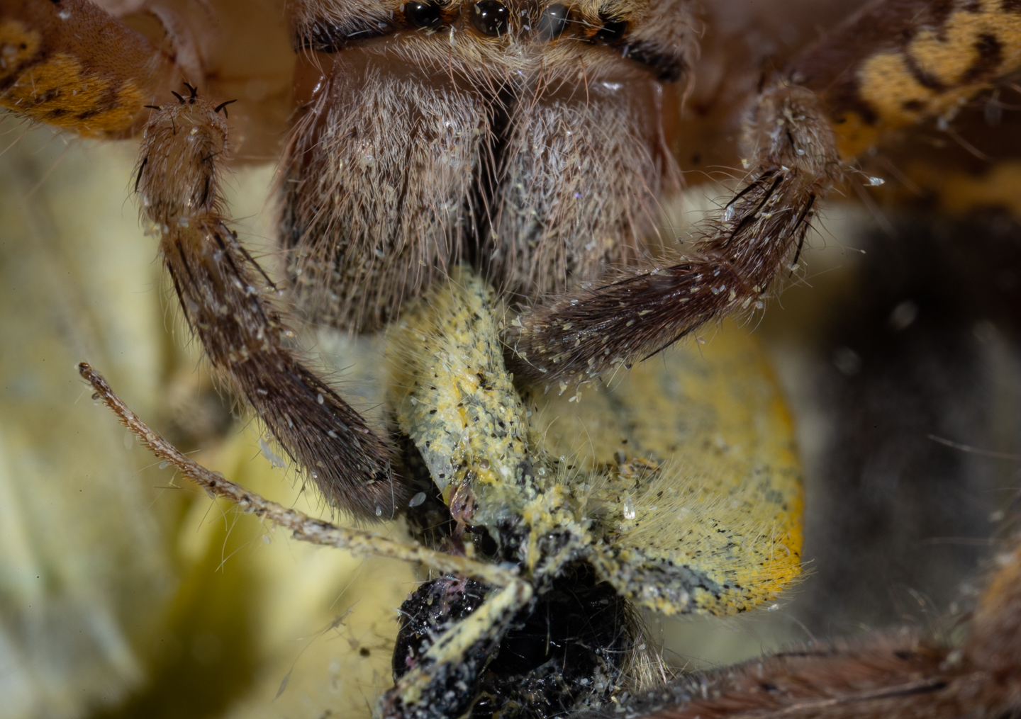 Lion Huntsman Spider eating Cabbage White Butterfly