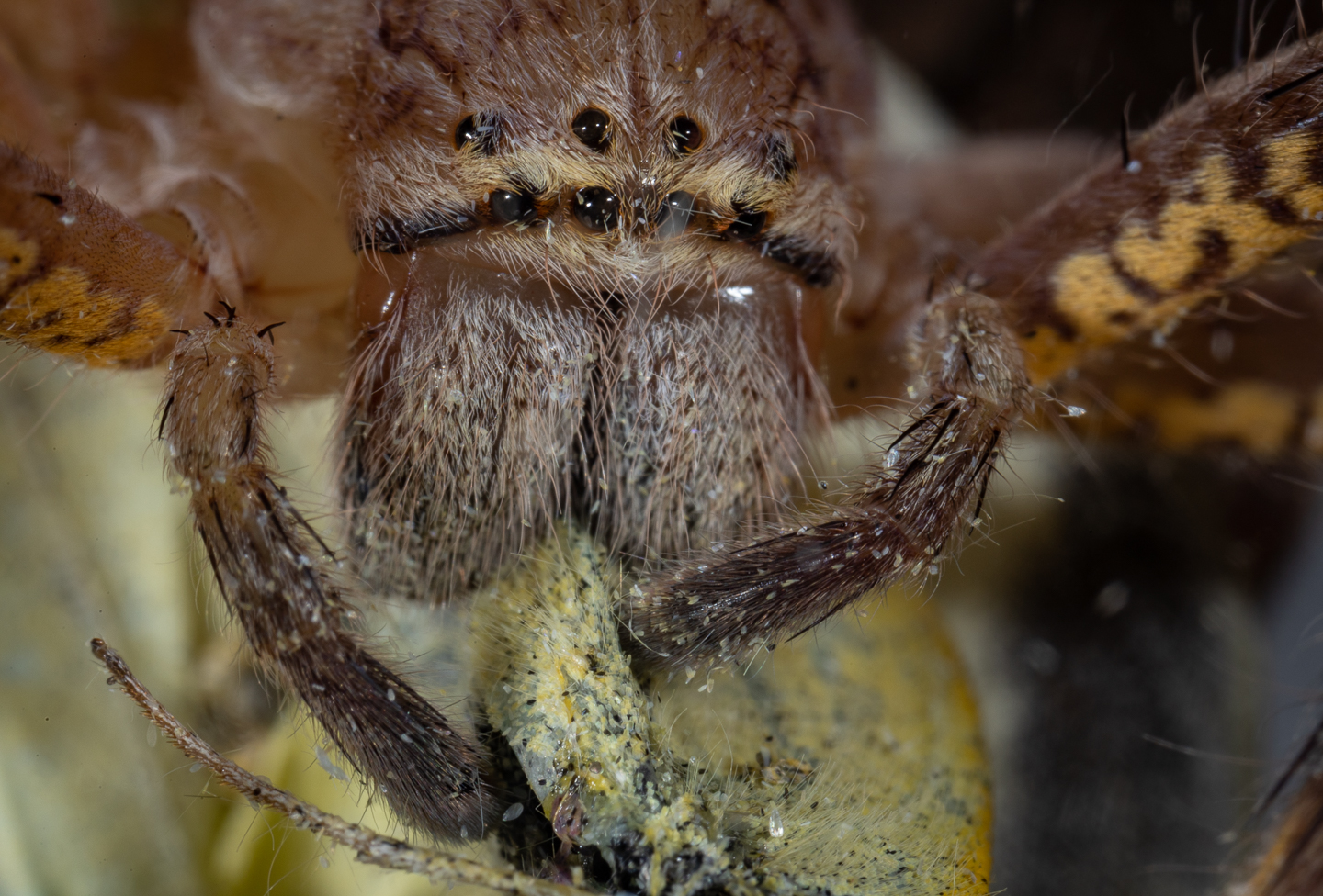 Lion Huntsman Spider eating Cabbage White Butterfly