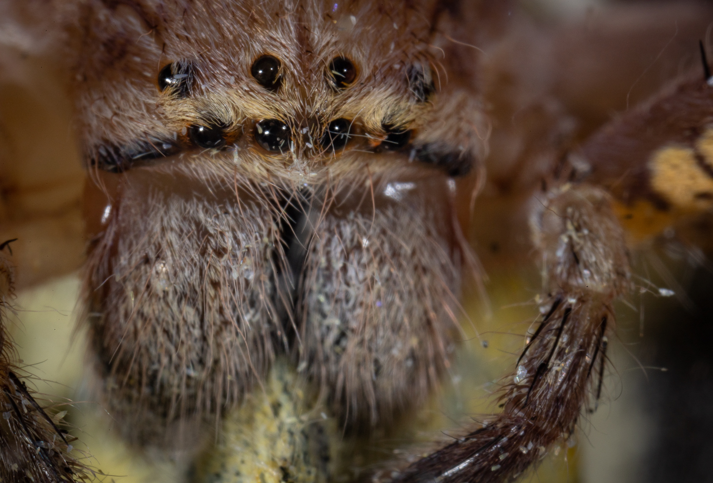 Lion Huntsman Spider eating Cabbage White Butterfly