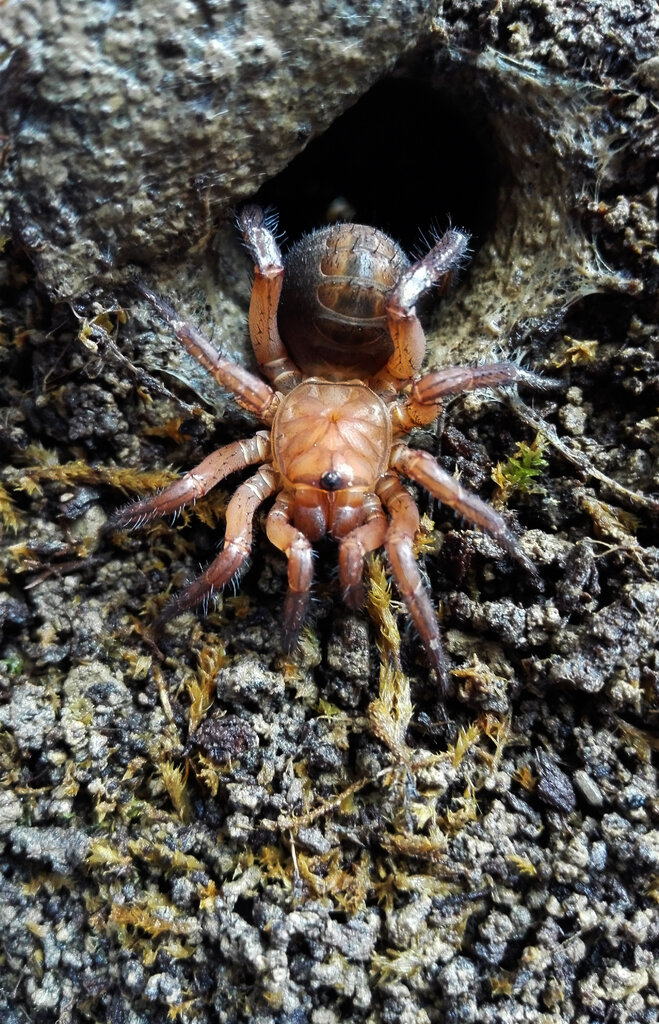 Liphistius ornatus juvenile