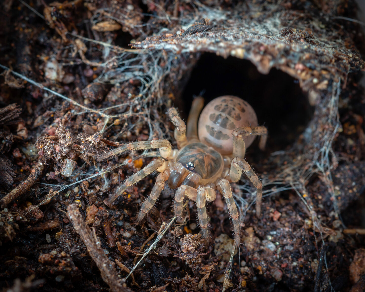 Liphistius yangae Sling