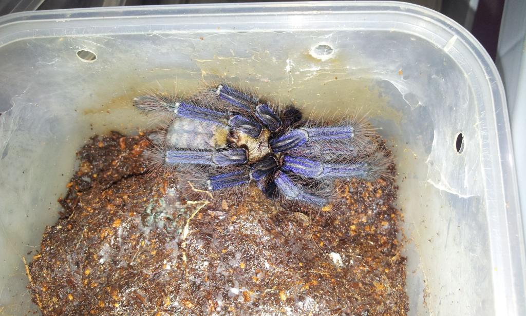 Listed as 'Singapore Blue' Cyriopagopus spp