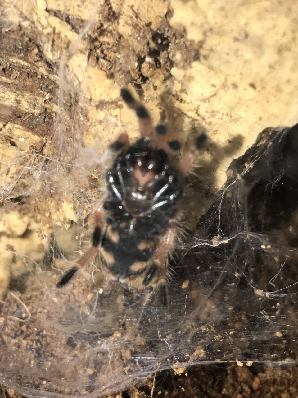 Little guy molted while I was away!